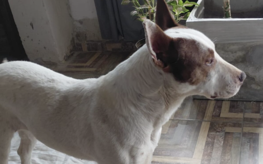 Lulú fue adoptada tras su paso por el dispensario canino